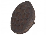 Nelumbo nucifera