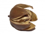 Entandrophragma cylindricum