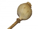 Mohnkolben