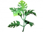 stick plants C