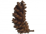 pine cone
