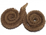 Borassus flabellifer