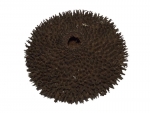 Igelfrucht, Apeiba tibourbou