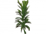 stick plants F