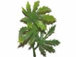 stick plants G