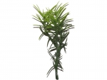 stick plants I
