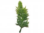 stick plants K
