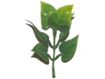 stick plants L