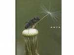 Book: Ants (World of Insects)