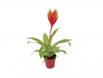 bromeliad - C