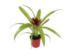 bromeliad - D