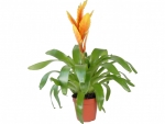 bromeliad - E
