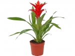 bromeliad - F