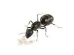 Camponotus micans