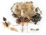 Crematogaster spec. aus S�damerika