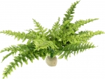 EX Boston Fern medium