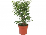 ficus - A - Ficus benjamina