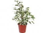 ficus - B - Ficus benjamina