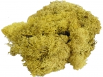 Iceland moss 50g yellow