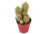 Cactus - A