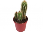 Cactus - B