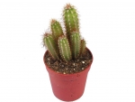 Cactus - C