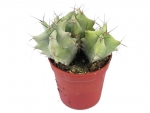 Cactus - D