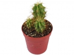 Cactus - E