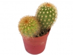 Cactus - F
