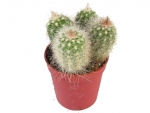 Cactus - G
