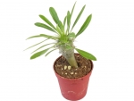 Cactus - H