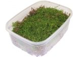 live moss - A