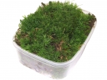 live moss - B