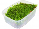 live moss - C