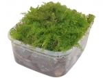 live moss - D