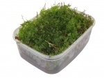 live moss - E