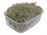 live moss - F