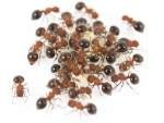 Meranoplus laevivantris