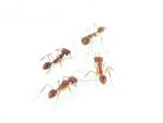 Myrmoteras cf. binghamii (Schnappkiefer)