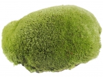 Polster-Kissenmoos