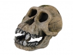 Skull Chimpanzee 201722