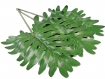 Split Wild Philo Leaf