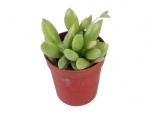 Succulents - C