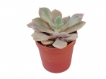 Succulents - D