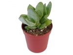 Succulents - E
