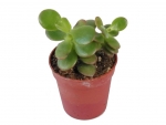Succulents - F