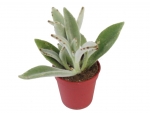 Succulents - G