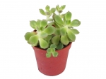 Succulents - H