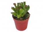 Succulents - I