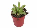 Succulents - J